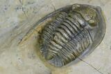 Diademaproetus Trilobite - Foum Zguid, Morocco #125187-5